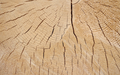 Stacking Up Tradition: The History and Purpose of Storing Firewood